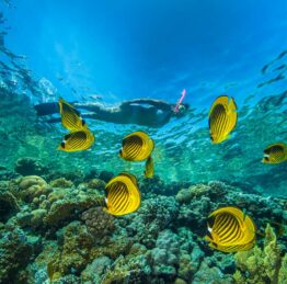 blue-reef-resort-marsa-alam-red-see-mar-rosso-diving_snorkeling_mg_1768